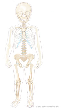 人体骨格図
